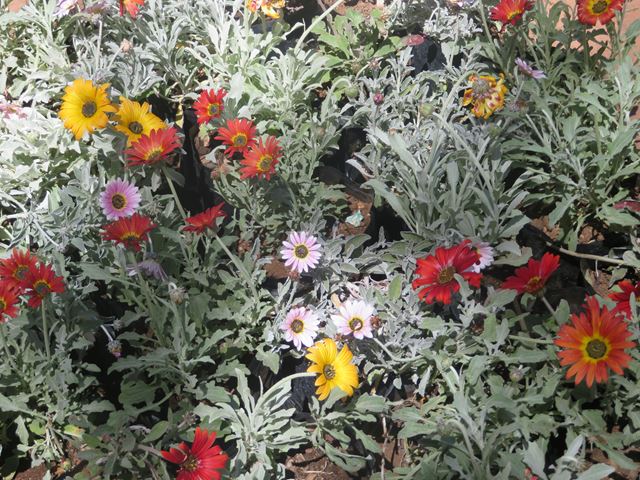 Arctotis hybrids (5) Hardy   Evergreen   Drought resistant   Spreading groundcover   Attracts butterflies and insects   Free flowering